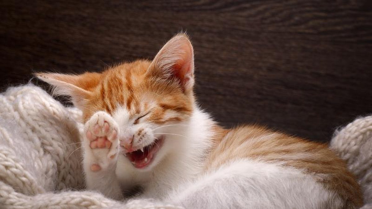9 Piadas de gato para rir sem moderação!