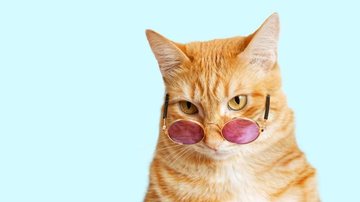 Imagem 16 memes com gatos para você rir e relaxar
