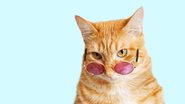Imagem 16 memes com gatos para você rir e relaxar
