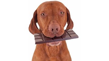 Imagem Entenda por que você não deve dar chocolate ao seu animal de estimação