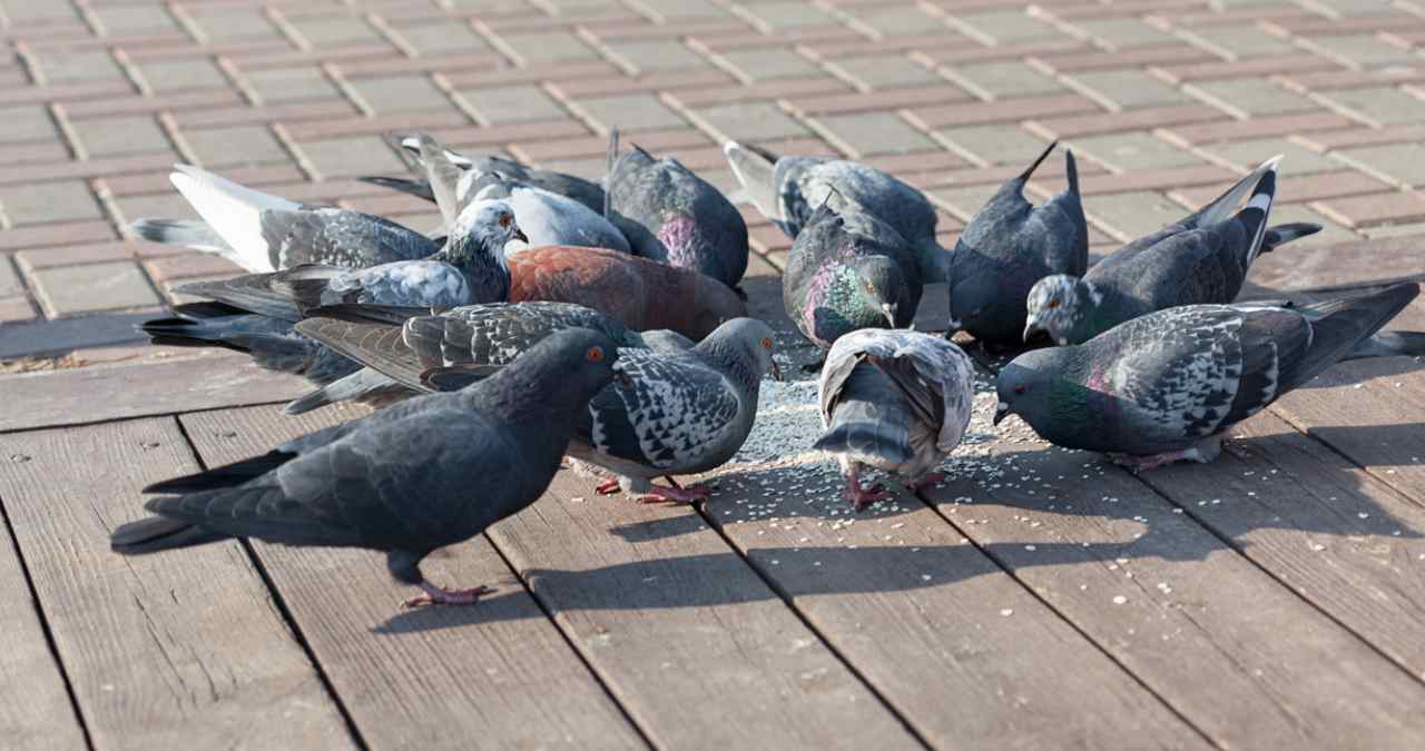 pombos aglomerados em praça pública