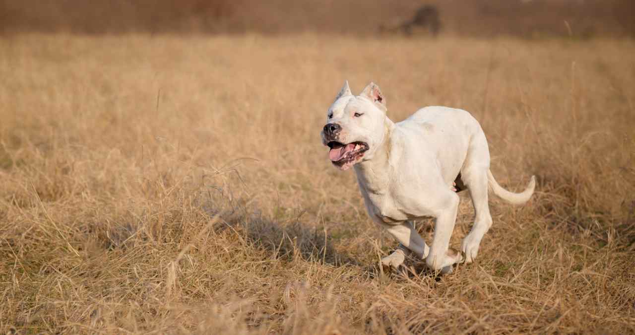 Dogo Argentino correndo no campo