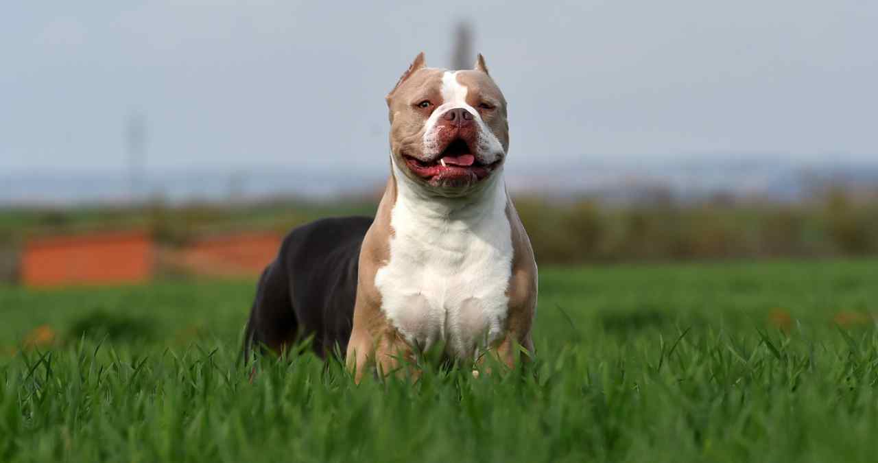 pitbull é um dos cachorros de raça grande