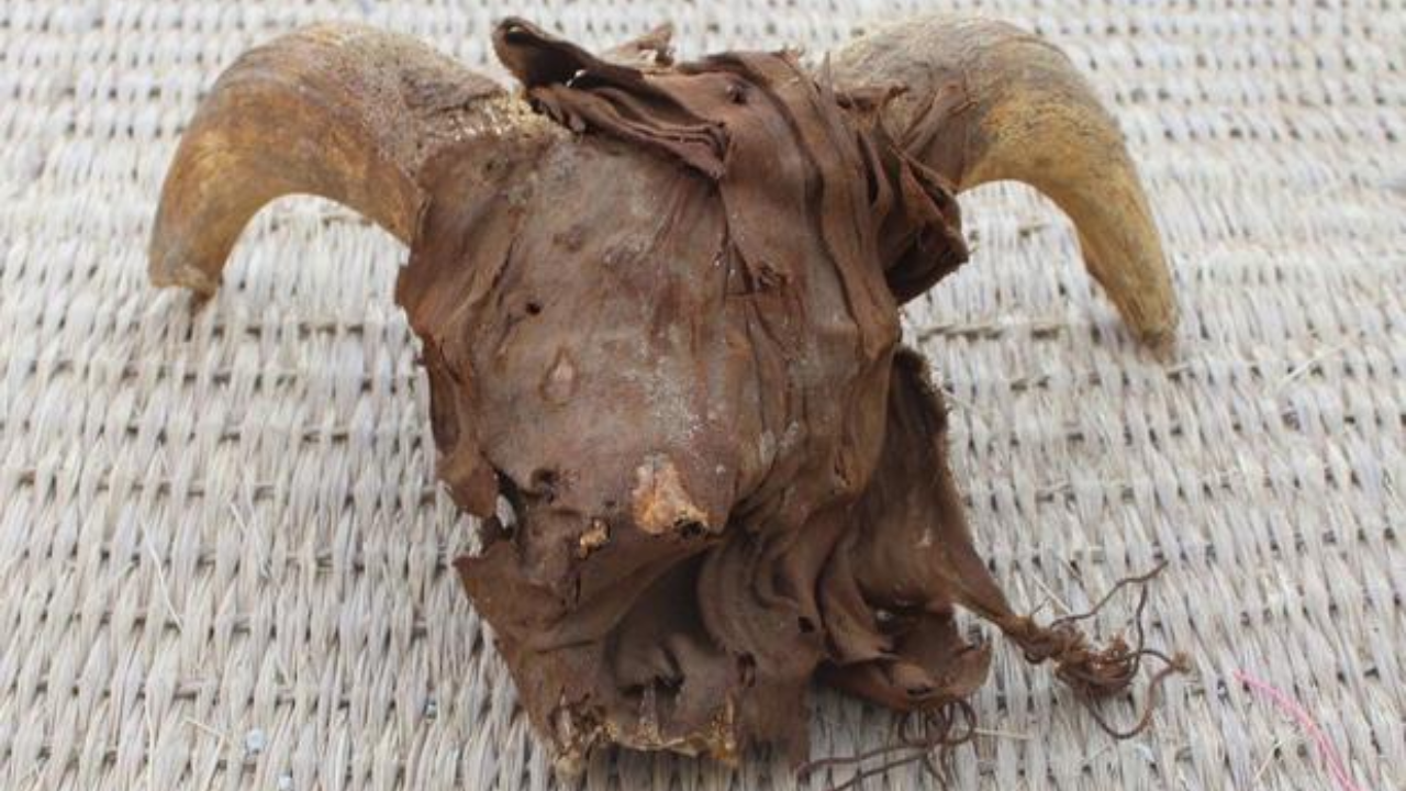 cabeças de carneiros encontradas no egito