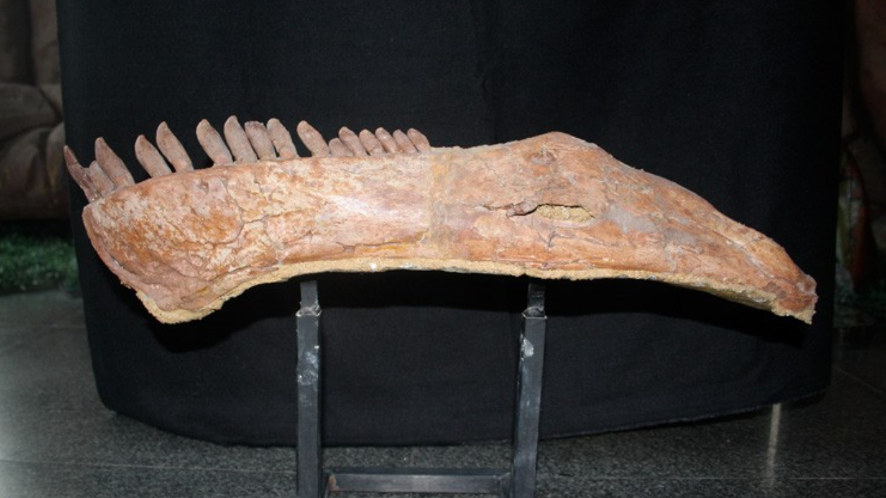fóssil de mamenchisaurus sinocanadorum