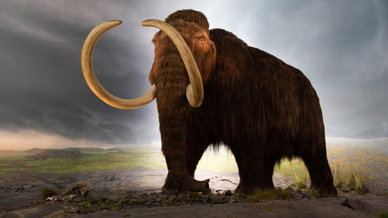mamute lanoso carne de mamute almôndega
