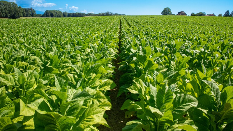 O tabaco é planta não-comestível mais cultivada no mundo.