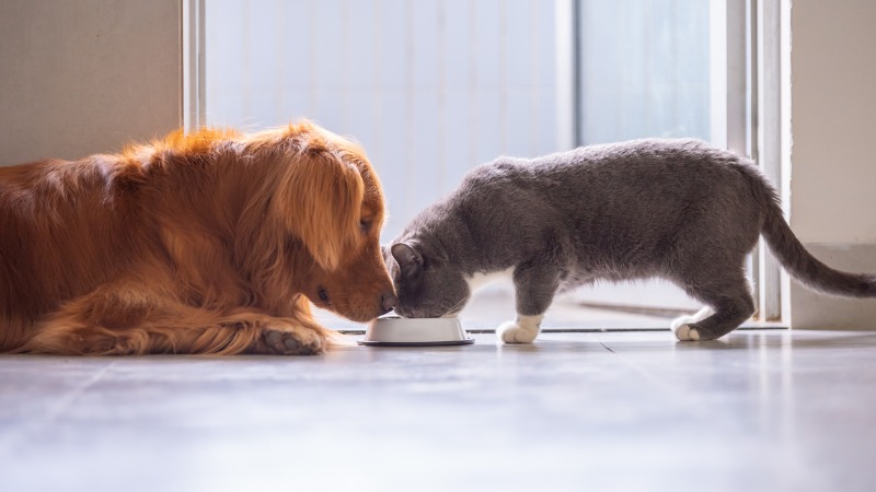 Cão e gato comendo ração.