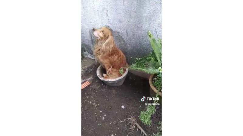 Cachorro se disfarça de planta.