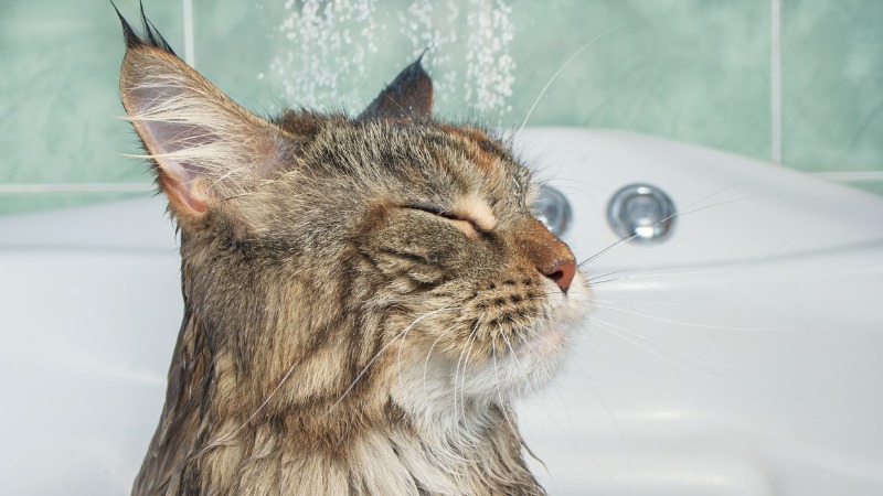 Gato tomando banho.