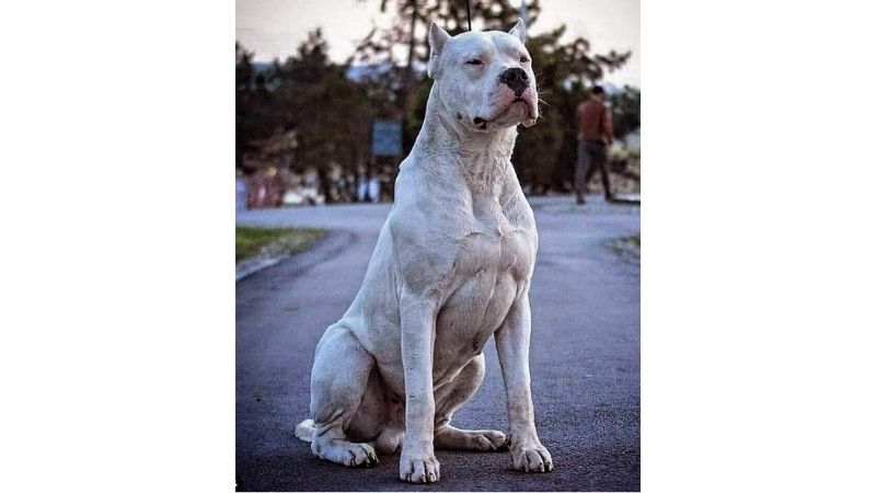 Imagem de cão proibido no Brasil.
