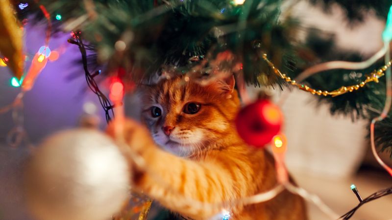 decoração de natal gatos