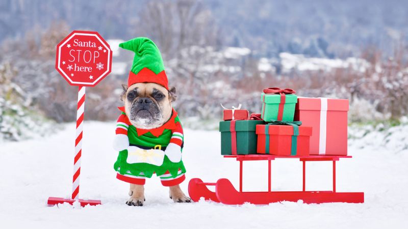 cachorro da raça pug com fantasia de duende ao lado de uma pilha de presentes de natal na neve