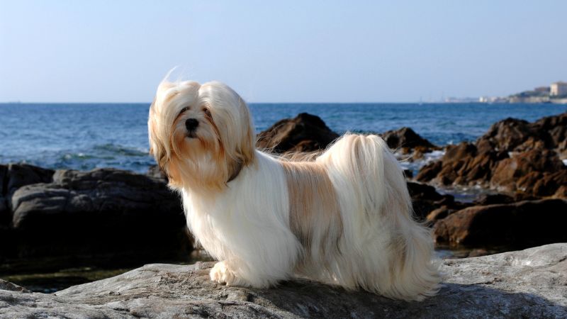 cachorro a raça lhasa apso na praia
