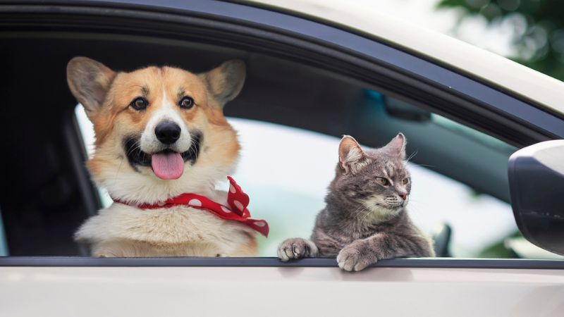 cachorro e gato na janela do carro