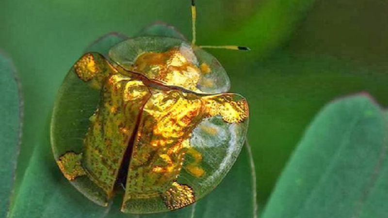 Besouro-tartaruga dourado