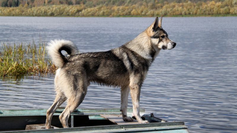 cão esquimo canadense