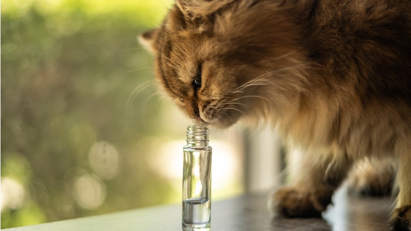 perfumes para gato