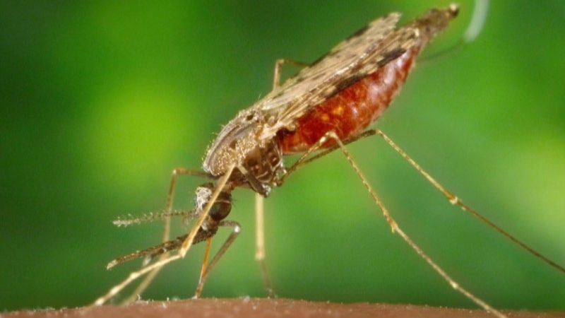 Mosquitos do gênero Anopheles