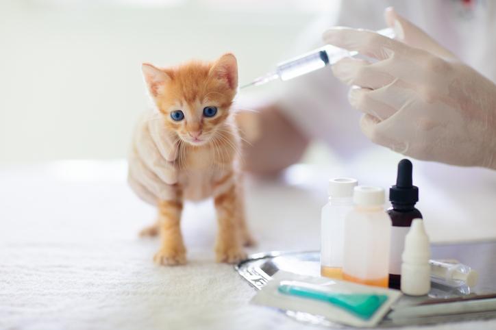 Vacinação em gatos