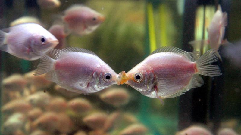 peixes se beijando