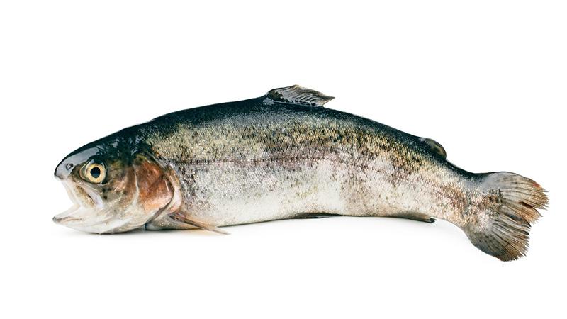 Peixes foram identificados enquanto tranmissores da toxina que causa a Síndrome de Haff