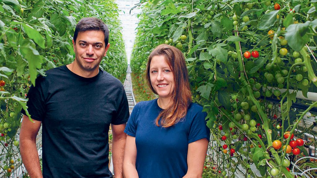casal em plantação de tomates