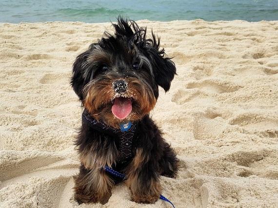 Cachorro na praia