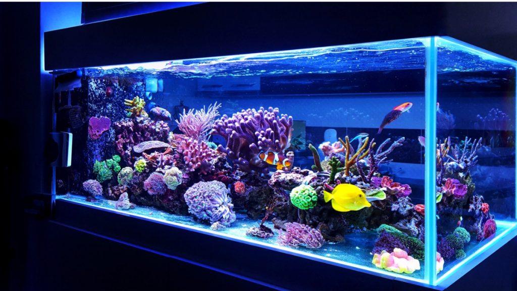 aquário com luzes led