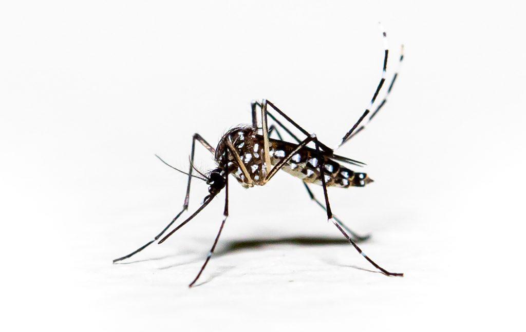 Mosquitos do tipo Aedes também podem transmitir Febre Oropouche