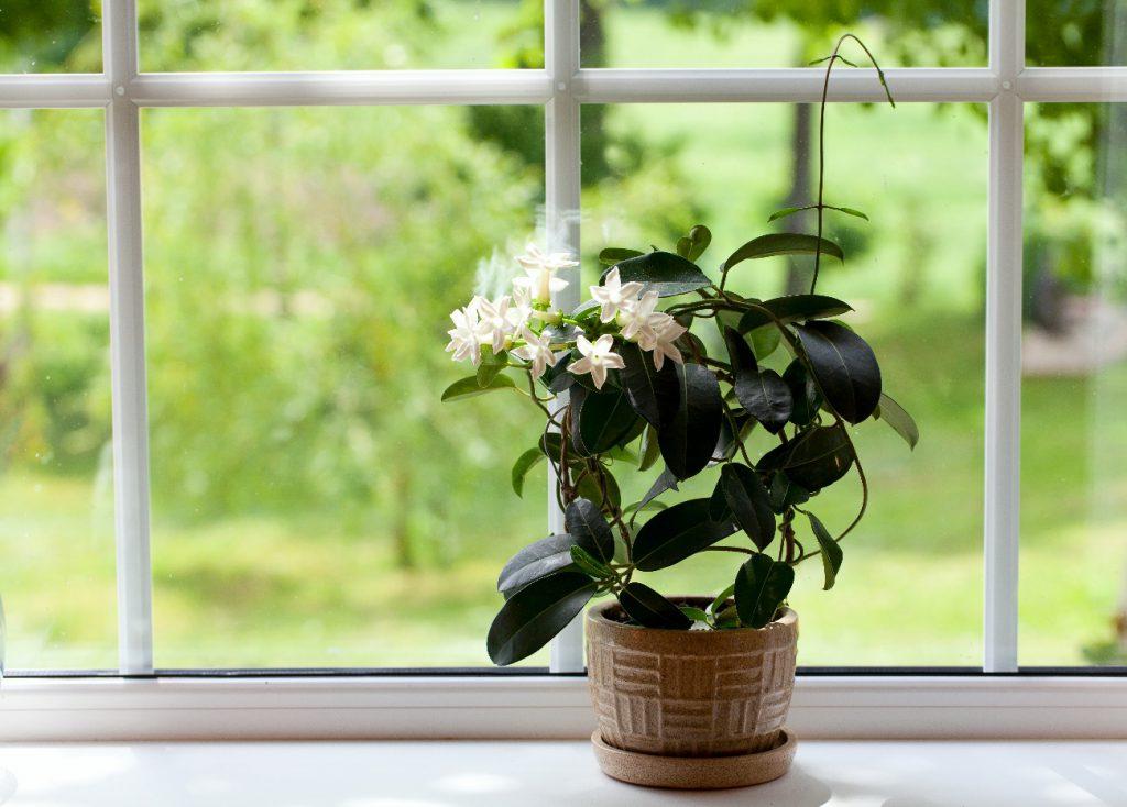 plantas para decoracao de casa