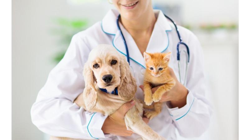 cachorro e gato nos braços de veterinária