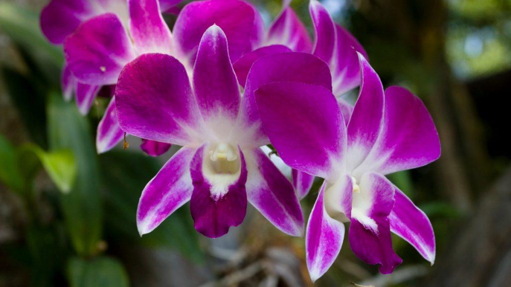 Orquídea flor de aquário