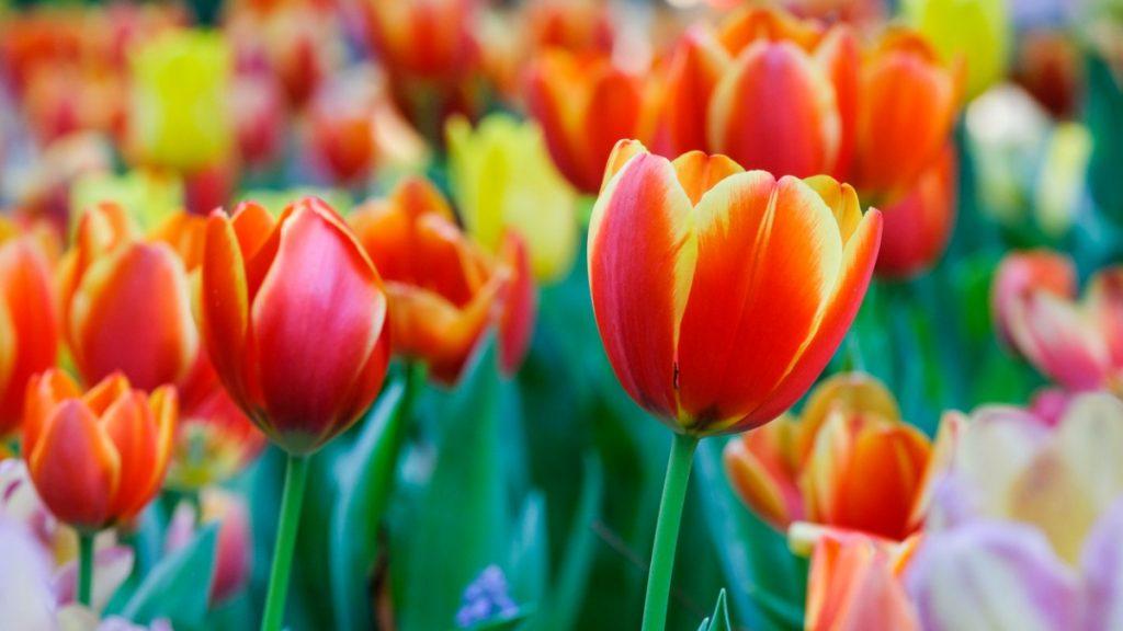 Tulipa na materia saiba qual é a flor de cada signo