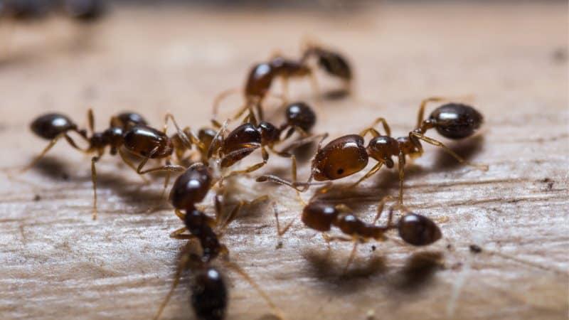 As formigas estão entre os insetos mais resistentes do mundo (Foto: Mathisa_s/iStock)