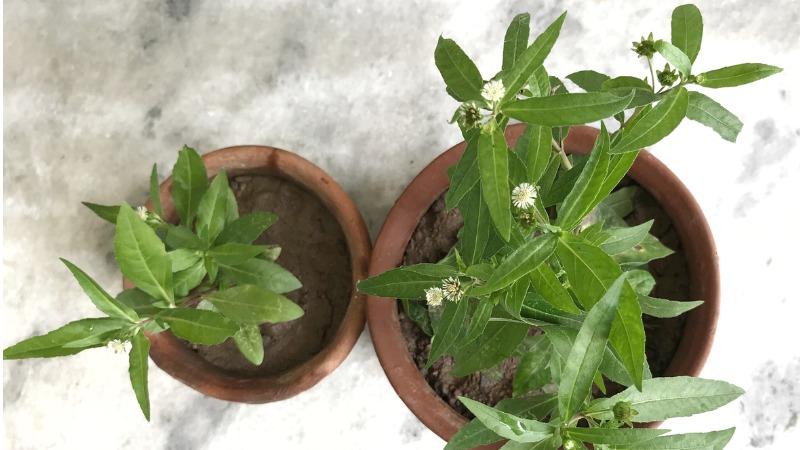 vasos de erva-botão em flor