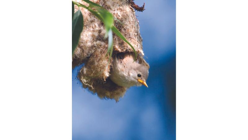 despedidas: pássaro saindo do ninho