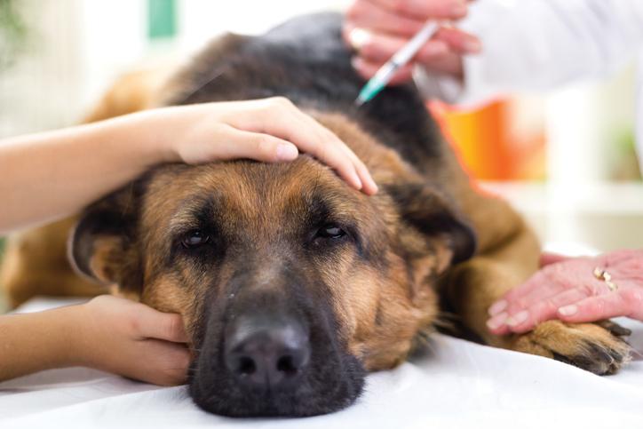 vacinas obrigatórias para cachorros