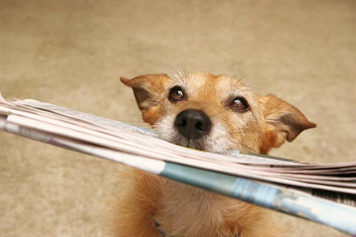 jornal para cachorro