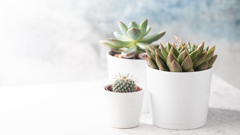 vasos de plantas brancos