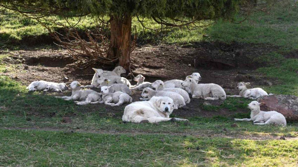 cachorro deitado entre as ovelhas