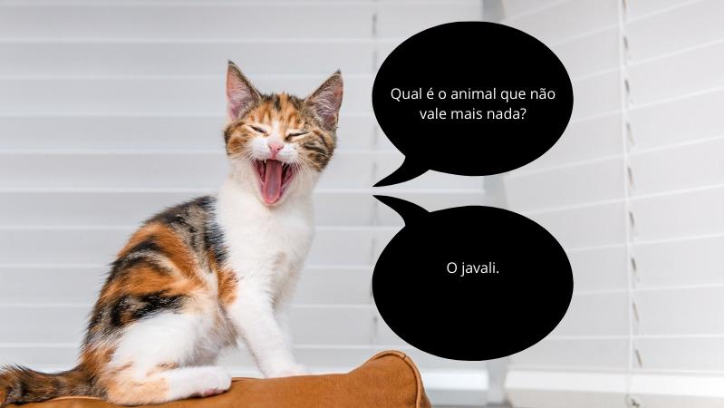 piadas do gato - animal