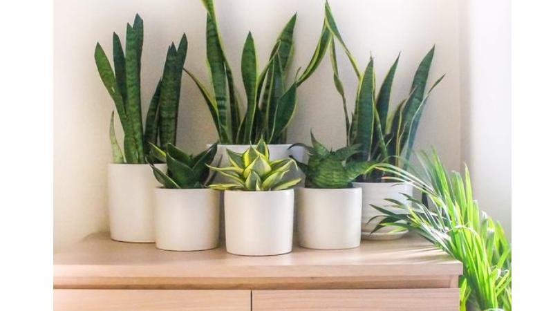 plantas para decoracao de casa