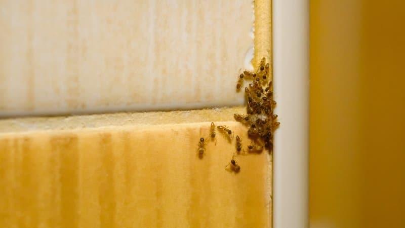 Elimine formigas de sua casa de formas simples (Foto: The Beginner loving to press the shutter/iStock)